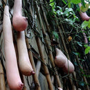 Egrow 50 Pcs/Pack Vietnam Milk Funny Melon Seeds Garden Balcony Vegetable Fruit Plants Seed