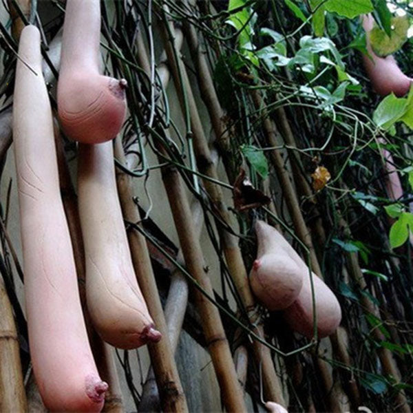 Egrow 50 Pcs/Pack Vietnam Milk Funny Melon Seeds Garden Balcony Vegetable Fruit Plants Seed