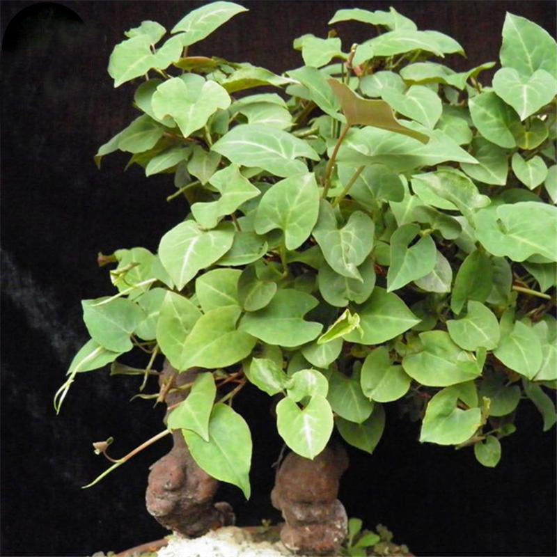 Egrow 50 Pcs/Pack Polygonum Multiflorum Seeds Real Polygonum Multiflorum Semente Plant Herb