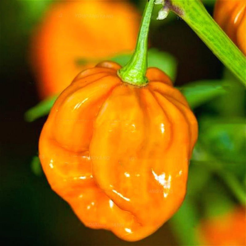 Egrow 50PCS/Pack Pepper Seeds Hottest Pepper Plants World Hottest Pepper Many Kind Of Rare Chili Pepper Plants Home Garden