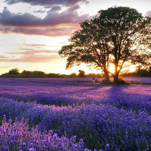 Egrow 200Pcs Provence Lavender Seeds Fragrant Organic Flower Seeds Home Garden Bonsai Plant