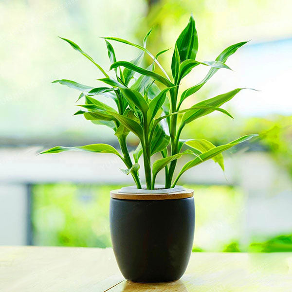 Egrow 30 PCS/Pack Lucky Bamboo Seeds Bonsai Absorb Dust Tree Plant Anti Radiation Dracaena Home Garden