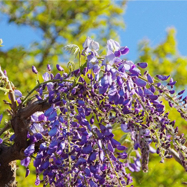 Egrow 10Pcs/Bag Garden Creepers Wisteria Seeds Rare Bonsai Tree Seeds Ornamental Plant Flower Seeds
