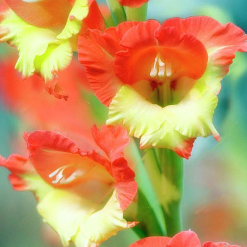 Egrow 100 PCS Gladiolus Flower Seeds Rare Sword Lily Flowers Courtyard Garden Potted Plant