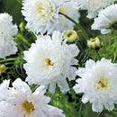 Egrow 100Pcs/Pack Chrysanthemum Seeds Double Cosmos Perennial Flower Seeds Bonsai Plants