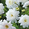 Egrow 100Pcs/Pack Chrysanthemum Seeds Double Cosmos Perennial Flower Seeds Bonsai Plants