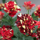 30Pcs Meteoric Shower Rose Seeds Abracadabra Seeds Flower Bonsai DIY Home Garden Dec