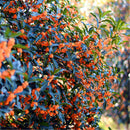 Egrow 30 Pcs/Pack Sweet Scented Osmanthus Tree Seeds Sweet Scented Osmanthus Tree