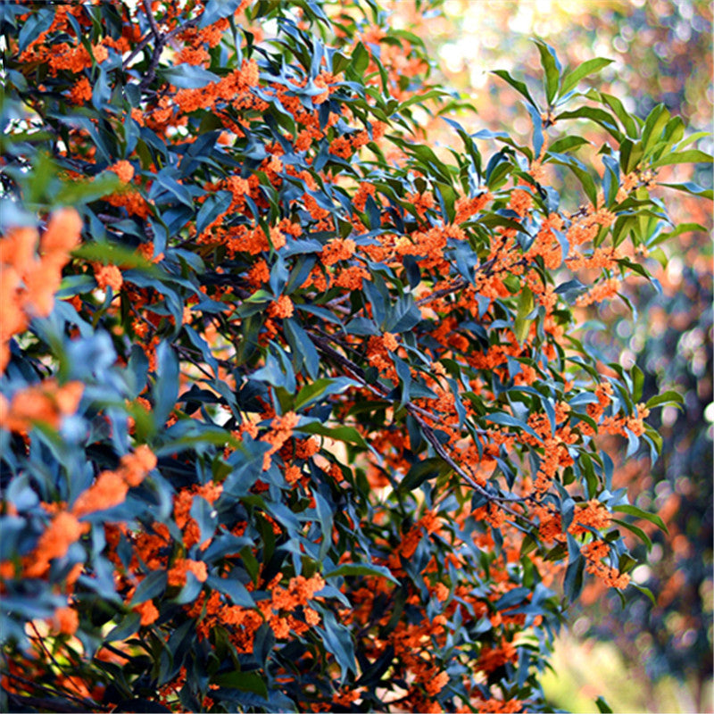 Egrow 30 Pcs/Pack Sweet Scented Osmanthus Tree Seeds Sweet Scented Osmanthus Tree