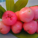 Egrow 100 PCS/Pack Jambu Air Seeds Rose Wax Apple Bonsai Rare Fruit Flores for Home Garden Planting