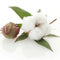 Egrow 50Pcs/Pack White Cotton Seeds Home Garden Farm Crops Plants DIY Bonsai Tree Seeds