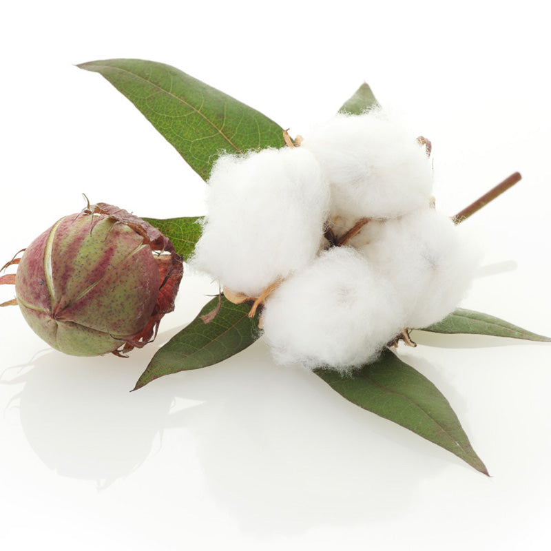 Egrow 50Pcs/Pack White Cotton Seeds Home Garden Farm Crops Plants DIY Bonsai Tree Seeds