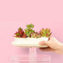 Geometry Mini Lazy Fish Tank USB Charging Self-cleaning Aquarium with 7 Colors LED Light from Xiaomi Youpin
