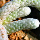 Egrow 100Pcs/Lot Cactus Seeds Cactus Flowers Plantas Rare Plant Bonsai Foliage Magical Garden & Home Flora