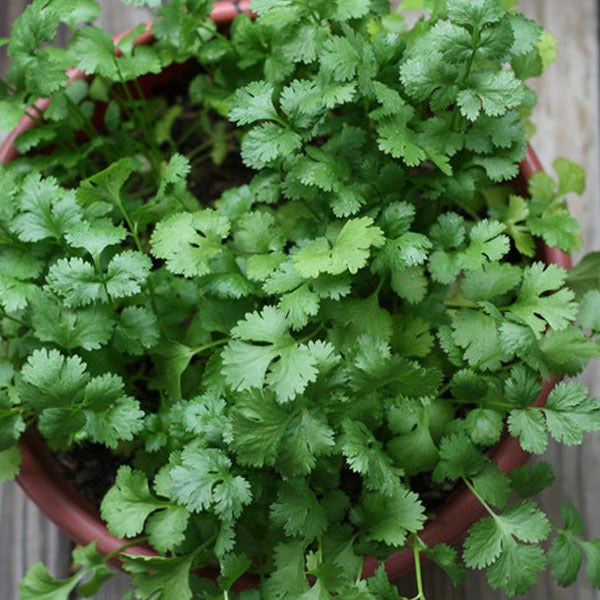 Egrow 50Pcs/Bag Small Parsley Seeds Japanese Small Parsley Seeds 50 Pcs Organic Vegetable Seeds