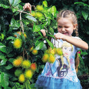 Egrow 5Pcs/Pack Rambutan Seeds Red Fruits Bonsai Plants Home Garden Ornamental Trees
