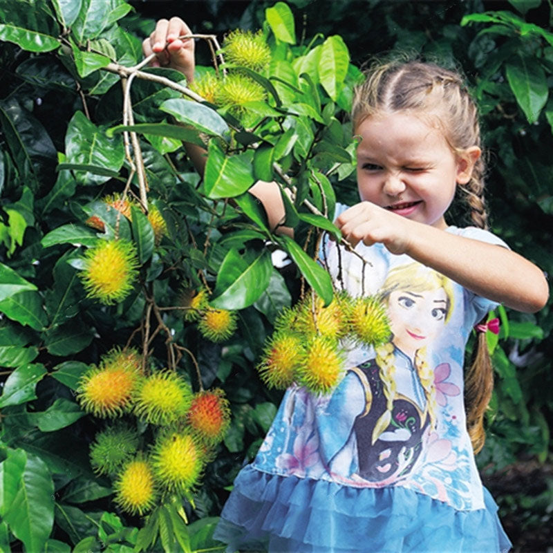 Egrow 5Pcs/Pack Rambutan Seeds Red Fruits Bonsai Plants Home Garden Ornamental Trees
