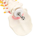 Spine Anatomical Model With Pelvis Femur Heads 1/2 Life Size Lab Equipment Detailed Vertebral Column Human Mould
