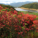 Egrow 100 Pcs/Pack Azalea Seeds Azalea Tree Plant Rhododendron Simsii Flower Seeds Home Garden Decoation