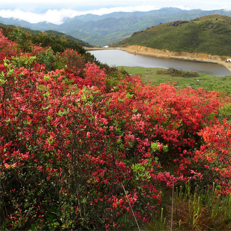 Egrow 100 Pcs/Pack Azalea Seeds Azalea Tree Plant Rhododendron Simsii Flower Seeds Home Garden Decoation