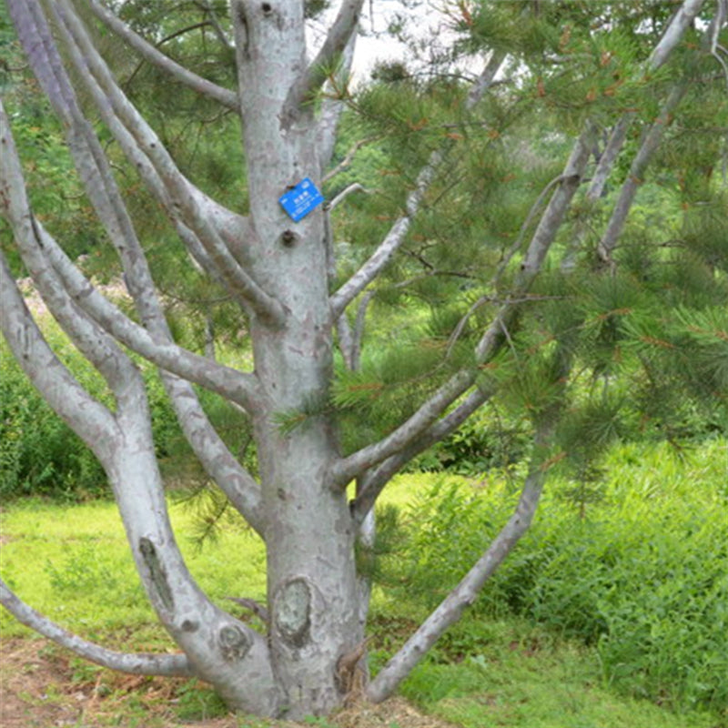 Egrow 30 Pcs/Pack Pinus Bungeana Tree Seeds Pinus Bungeana Tree Semente Plant White Pine