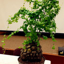 Egrow 2 Pcs/Pack Dioscorea Seeds Turtle Back Elephant's Foot Bonsai Plant For Home And Garden