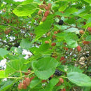Egrow 100 Pcs/Pack Mulberry Seeds Potted Seasonal Fruit Garden Natural Health Mulberry Year Results Blackberry Bonsais