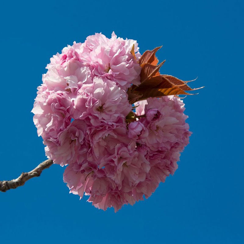 Egrow 10Pcs Japanese Sakura Seeds Pink Plants Cherry Blossoms Flower Bonsai Potted Sakura Tree