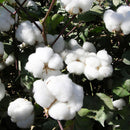 Egrow 50Pcs/Pack White Cotton Seeds Home Garden Farm Crops Plants DIY Bonsai Tree Seeds