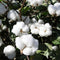 Egrow 50Pcs/Pack White Cotton Seeds Home Garden Farm Crops Plants DIY Bonsai Tree Seeds