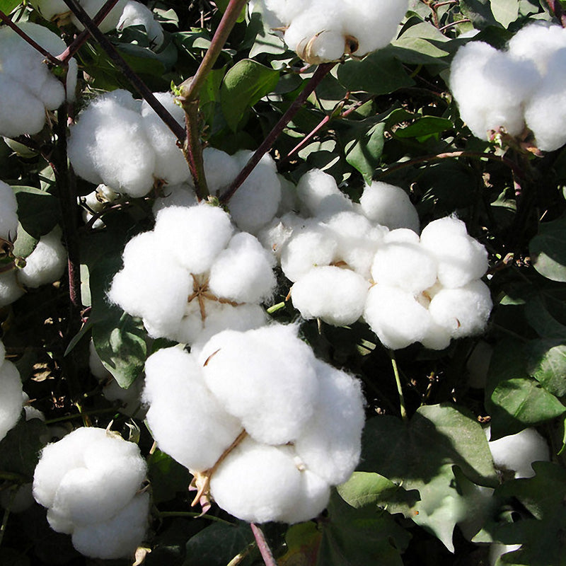 Egrow 50Pcs/Pack White Cotton Seeds Home Garden Farm Crops Plants DIY Bonsai Tree Seeds