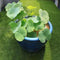 Egrow Lotus Flower Seeds Aquatic Plants Bonsai Lotus Seeds Perennial Plant for Home Garden
