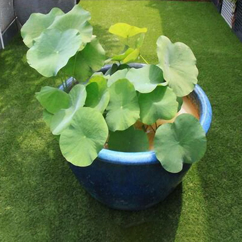 Egrow Lotus Flower Seeds Aquatic Plants Bonsai Lotus Seeds Perennial Plant for Home Garden