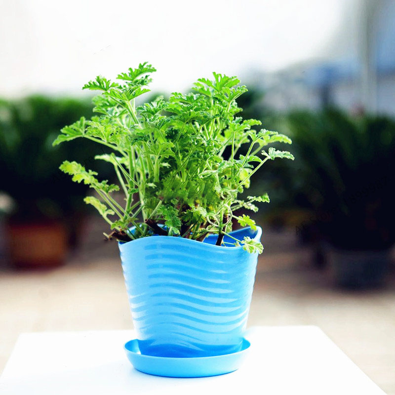 Egrow 100Pcs/Bag Mozzie Buster Seeds Riddex Plant Seeds Mosquito Repelling Grass Mozzie Buster Seeds