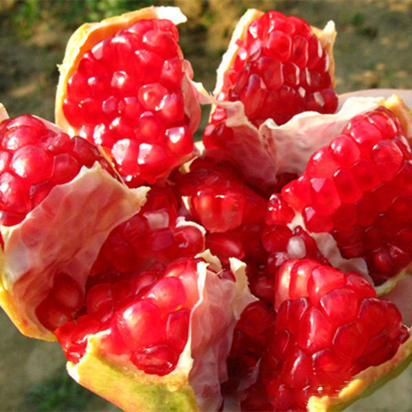 Egrow 30Pcs/Pack Pomegranate Seeds Sweet Delicious Indoor Fruit Seeds Pomegranate Mini Bonsai Tree