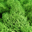 200g Natural Norwegian Reindeer Moss Preserved Dried Craft Flower Decorations