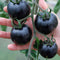 20Pcs Purple Tomato Seeds Cherry Tomatoes Balcony Bonsai Organic Fruits Cherry Garden Seeds