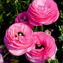 Egrow 50Pcs/Pack Persian Buttercup Seeds Home Garden DIY Plants Ranunculus Asiaticus Seeds