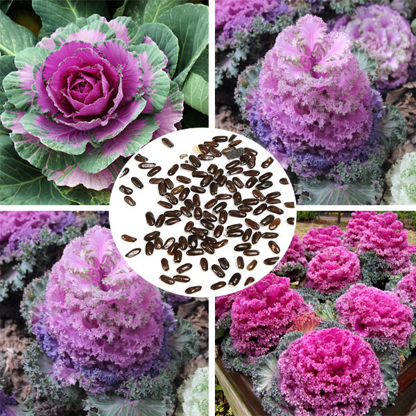 100PCS Dwarf Blue Curled Kale Seed Garden Organic Vegetable Seeds