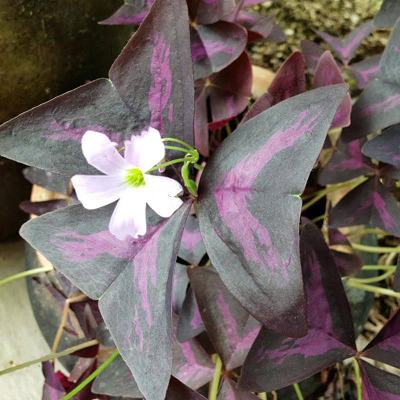 Egrow 200Pcs/Pack Christia Vespertilionis Seeds Mixed Bonsai Flowers Christia Vespertilionis Patio Garden Potted Ornamental Plants Bat Grass