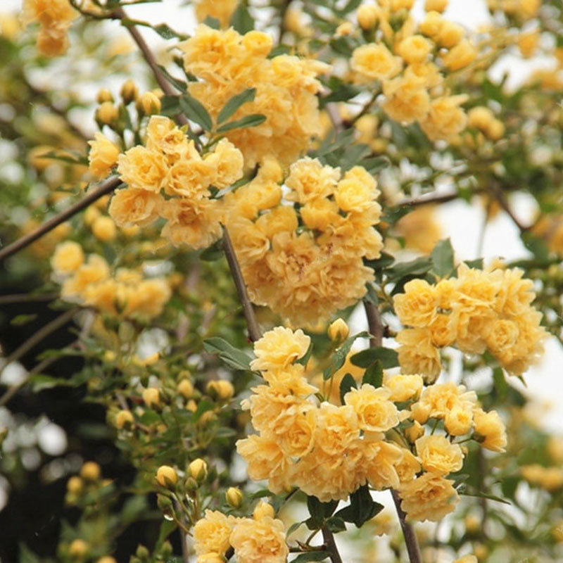 Egrow 20Pcs/pack Jasmine Seeds Double Murraya Paniculata Bonsai Evergreen Plants Satinwood Lakeview White Fragrant Flowers