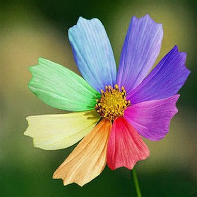 100Pcs Heptachromic Rainbow Flower Seeds Office Potted Plants Bonsai Potted Ornamental Plants