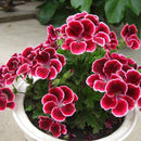 Egrow 100 Pcs/Pack Univalve Geranium Seeds Perennial Flower Pelargonium Seeds for Indoor Room