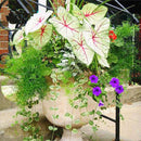Egrow 100Pcs/Pack Colorful Janpanse Coleus Seeds Garden Foliage Plants Flowers Bonsai