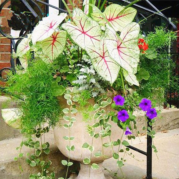 Egrow 100Pcs/Pack Colorful Janpanse Coleus Seeds Garden Foliage Plants Flowers Bonsai
