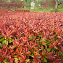 Egrow 50 Pcs/Pack Serrulata Seeds Photinia Serrulata Tree Plant Red Robin Home Garden Decoration