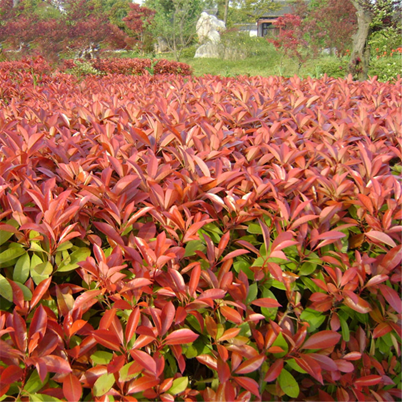 Egrow 50 Pcs/Pack Serrulata Seeds Photinia Serrulata Tree Plant Red Robin Home Garden Decoration