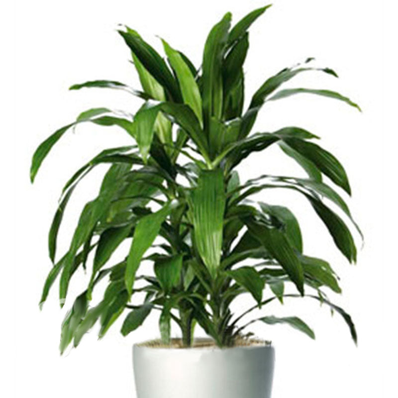 Egrow 10 Pcs/Pack  Dracaena Seeds Sago Cycas Bonsai Balcony Potted Dracaena For Home and Garden Decoartion