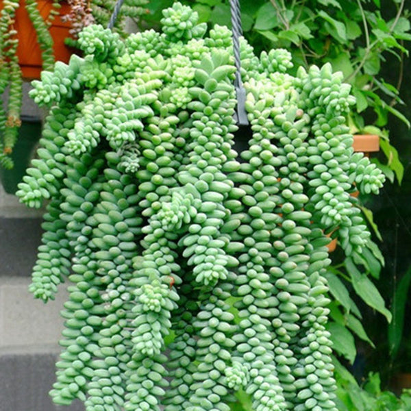 Egrow 100Pcs/Pack Sedum Succulent Seeds Potted Plant Flowers Radiation Fleshy Bonsai