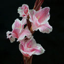 Egrow 100 PCS Garden Plant Gladiolus Flowers Aerobic Indoor Potted Sword Lily Flower Seeds Bonsai